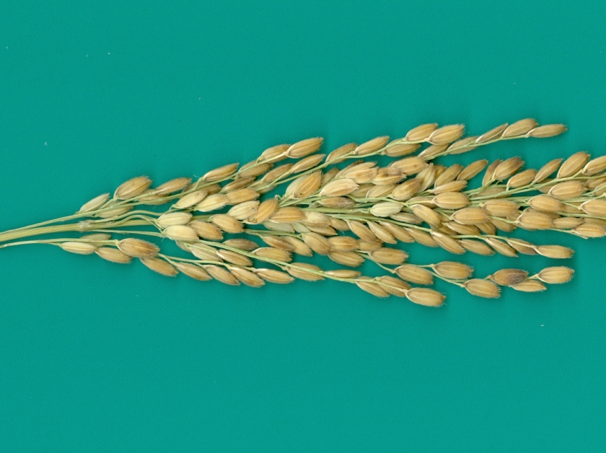 АЗОВСКИЙ фото 1