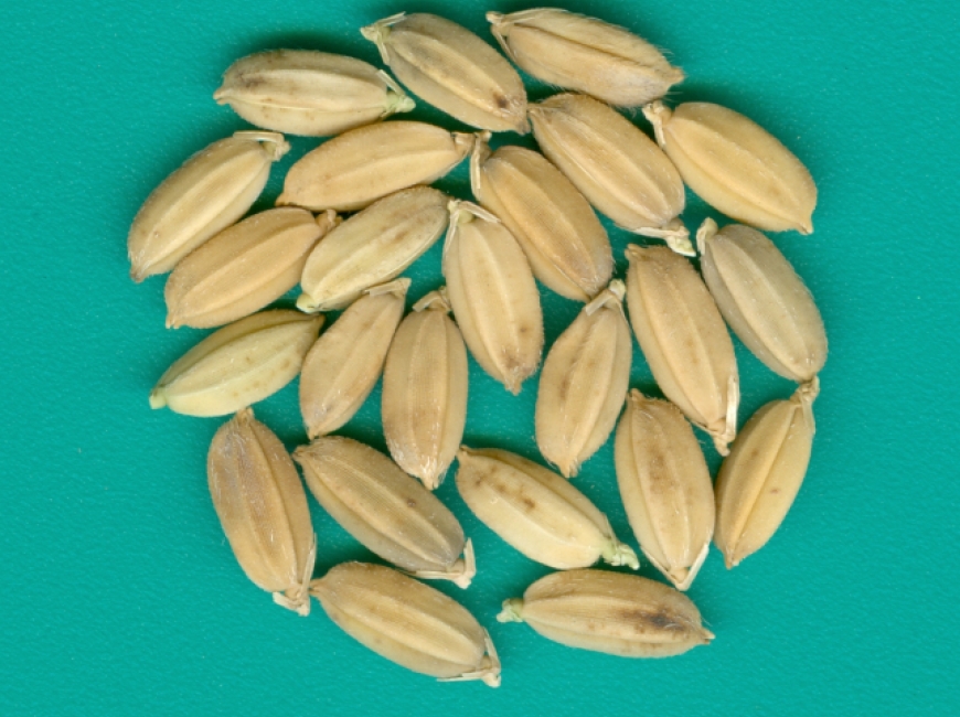 АЗОВСКИЙ фото 2